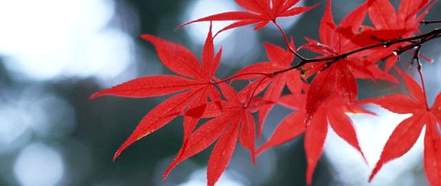 結婚式の余興について